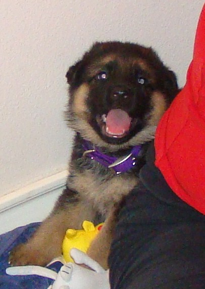puppy.jpg